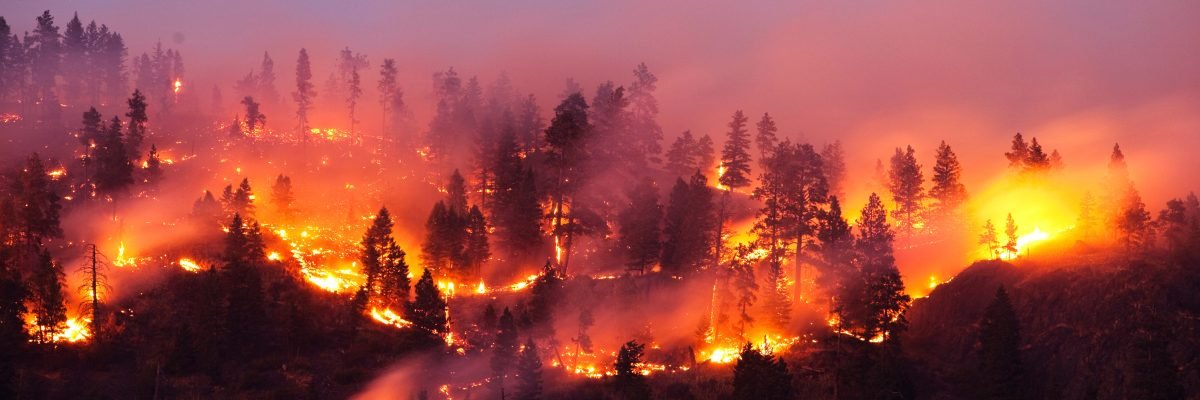 Wildfire-1200x400